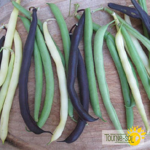 Tourne-Sol Organic Seeds Snap Bush Bean Mix