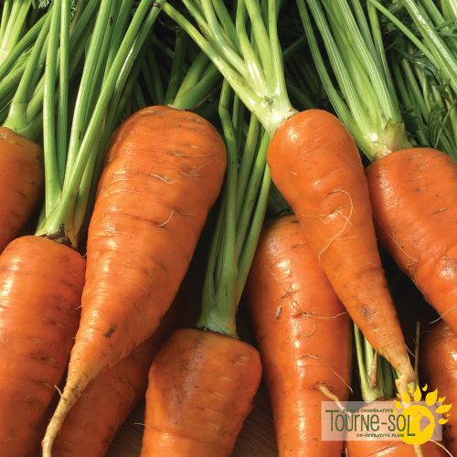 Tourne-Sol Organic Seeds Red Cored Chantenay Carrot