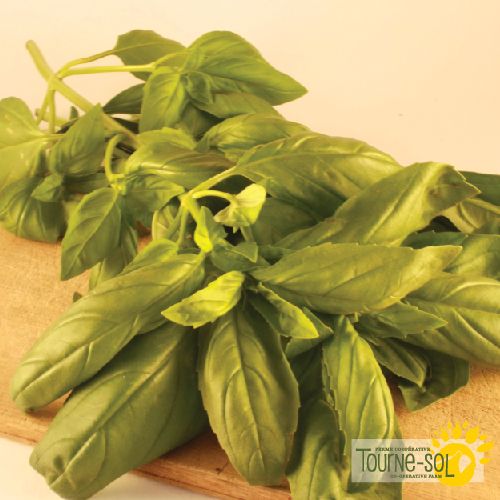 Tourne Sol Organic Seeds Genovese Basil The Root Cellar PEI