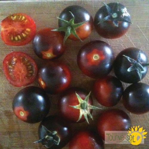 Tourne-Sol Organic Seeds Dancing With Smurfs Blue Tomatoes